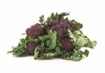 Purple Sprouting Broccoli Stock Photo