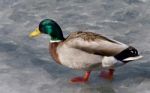 Beautiful Photo Of A Mallard Standing On Ice Stock Photo