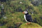 Puffin Stock Photo