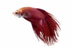 Siamese Fighting Fish Stock Photo