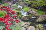 Rhododendron Flowers And Water Fall Stock Photo