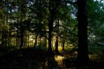 Sunset Through A Wood Stock Photo