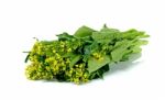 Chinese Cabbage Isolated On The White Background Stock Photo