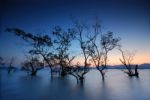 Back Light Mangrove Stock Photo