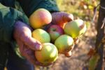 Apples Stock Photo