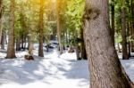 Snow Larch Forest With Sunlight And Shadows Beautiful Green Pine Stock Photo