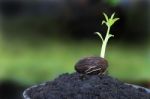 Young Othalanga Sprout Seed On Plant Pot Stock Photo