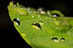 Water Drops On Leaves Stock Photo