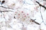 Sakura Cherry Blossom Stock Photo