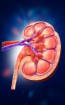 3d Digital Illustration Of  A Human Kidney Cross Section  Stock Photo