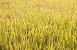 Rice Field In Thailand Stock Photo