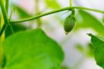 After Flowering Is Developing A Small Stock Photo