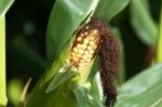 Growing Corn Stock Photo