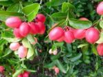 Carunda Or Karonda  (bengal-currants) Pink Fruit On Tree In The Garden.fruit For Health And High Vitamin Stock Photo