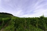 Vineyard Stock Photo