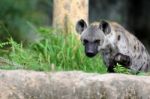 Spotted Hyena Stock Photo