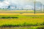 Close Up Rice Fields On Terraced Of Yellow Green Rice Field Landscape Stock Photo