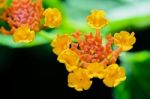 Small Flowers Of Lantana Camara Stock Photo