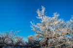 Tree In Winter, Deogyusan Mountains In South Korea Stock Photo