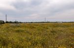 Spring Algarve Landscape Flora Stock Photo