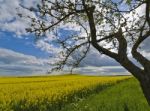 Rapeseed Field Stock Photo