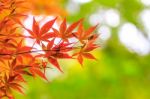 Leaves In Autumn Forest Background Stock Photo