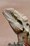 Water Dragon Stock Photo