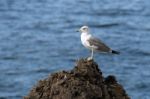 Yellow-legged Gull (larus Michahellis) Stock Photo