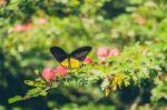 Monarch Butterfly Stock Photo