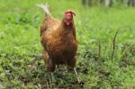 Chicken In Farm Stock Photo