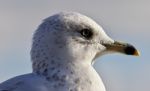 Beautiful Isolated Image With A Cute Gull Stock Photo