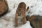 Baby Cougar Stock Photo