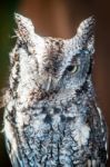 Eurasian Eagle Owl Stock Photo