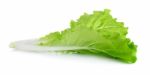 Lettuce Leaves Isolated On White Background Stock Photo