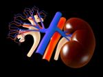 Kidney Stock Photo