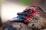 Head Of A Duck Stock Photo