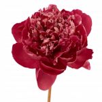 Red Peony Isolated Stock Photo