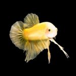 Betta Fish On Black Stock Photo