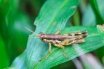 Grasshopper Perching On A Leaf Stock Photo