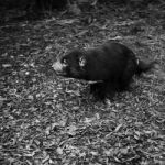 Tasmanian Devil Found During The Day In Tasmania Stock Photo