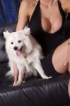 Sexy Woman In Black Dres And White Dog On Couch Stock Photo