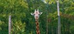 Giraffe Looking For Food During The Daytime Stock Photo