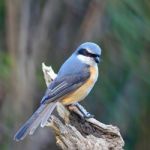 Grey-backed Shrike Stock Photo