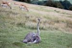 Common Ostrich (struthio Camelus) Stock Photo