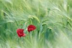 Poppies Stock Photo