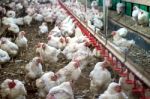 Sick Chicken Or Sad Chicken In Farm,epidemic, Bird Flu, Health Problems Stock Photo