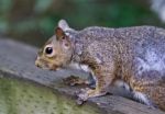 Beautiful Isolated Picture Of A Squirrel On The Hedge Stock Photo