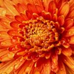 Orange Chrysanthemums Stock Photo