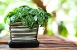 Pot On Table Stock Photo