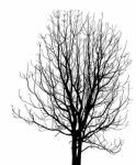 Dead Tree Without Leaves Isolated Stock Photo